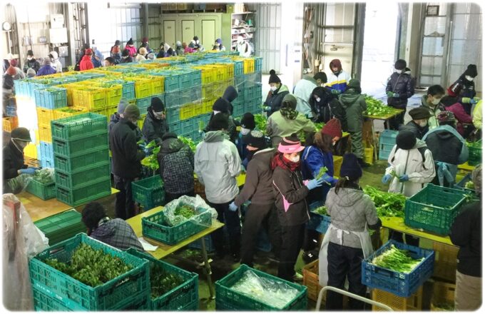 ピーク時、３００人を超えるアルバイトさんが作業　写真提供：三浦はねっ娘会（岩崎ファーム）