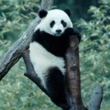 パンダのすごい世界