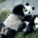 パンダのすごい世界