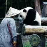 パンダのすごい世界