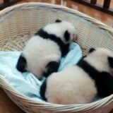 パンダのすごい世界