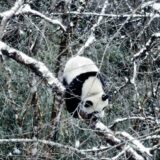 パンダのすごい世界