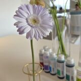 「天空の花咲くリゾナーレ」白いガーベラが30分足らずで紫色に(色は10色の中からお好きな色を選択可能)