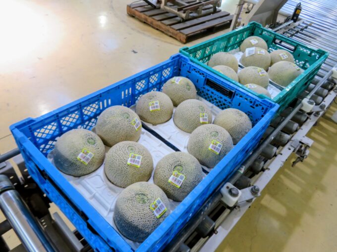 QRコードが付いたシールを貼った出荷前の春メロン