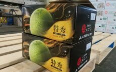 日本一のメロン産地・鉾田市で春メロンの出荷はじまる