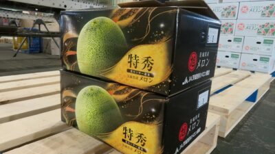 日本一のメロン産地・鉾田市で春メロンの出荷はじまる