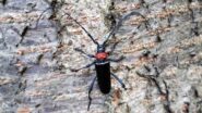 街の桜が枯れていく…特定外来生物「クビアカツヤカミキリ」の被害が全国に拡大