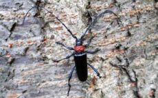 街の桜が枯れていく…特定外来生物「クビアカツヤカミキリ」の被害が全国に拡大