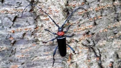街の桜が枯れていく…特定外来生物「クビアカツヤカミキリ」の被害が全国に拡大
