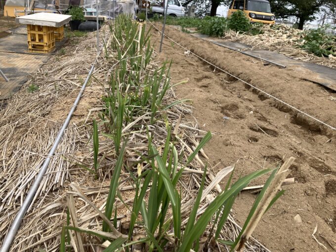 有機肥料にこだわったサトウキビ栽培