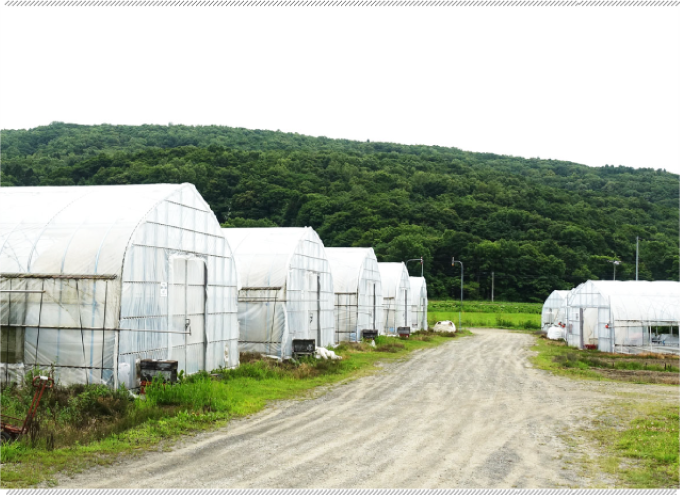 雨による傷みを防ぐため、ビニールハウスで栽培