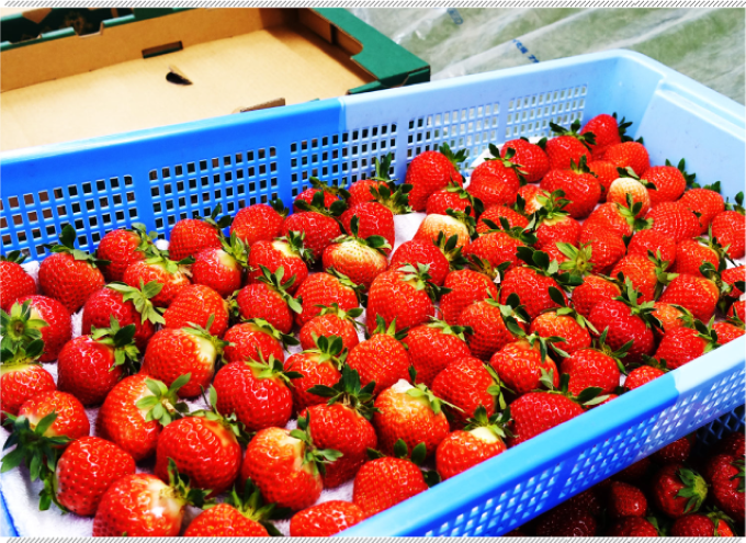 「すずりっか」と「すずあかね」の2品種の夏いちごを生産